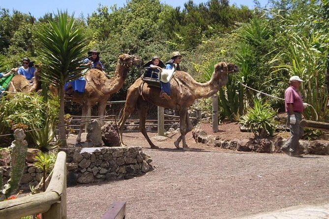 Camel Riding Tour at El Tanque, Tenerife - FAQ