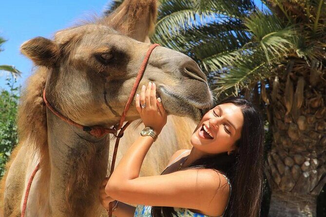 Camel Safari and Gastronomic Experience in Los Cabos - Introduction