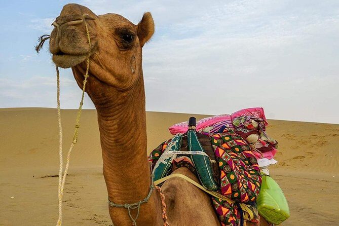 Camel safari in thar desert - Practical Details and What You Should Know