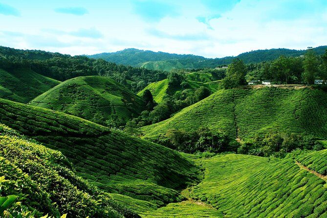 Cameron Highland Day Tour From Kuala Lumpur By Group - Whats Included and Whats Not