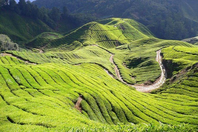 Cameron Highland Day Tour From Kuala Lumpur By Group - Who Should Consider This Tour?