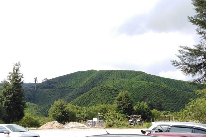 Cameron Highland Private Day Tour - FAQ