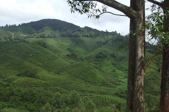 Cameron Highlands Amazing Day Trip Tour with Local Lunch - Who Is This Tour Best For?