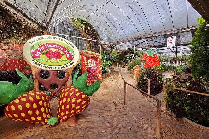 Cameron Highlands City to Kuala Lumpur Airport - Authentic Insights from Reviewers