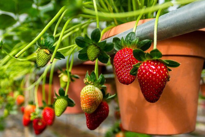 Cameron Highlands Day Tour From Kuala Lumpur (Private Tour) - An In-Depth Look at the Cameron Highlands Day Tour