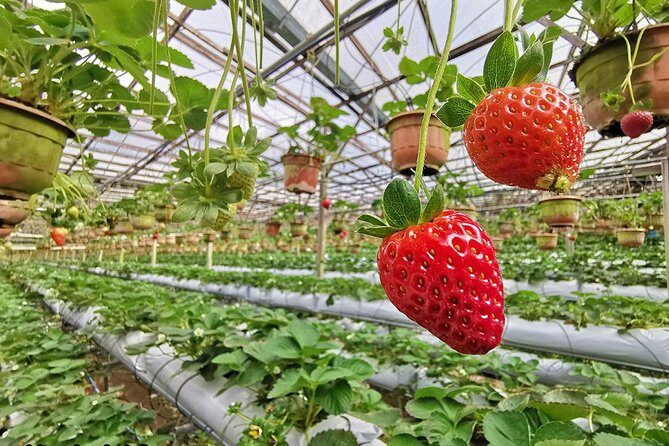 Cameron Highlands Full-Day Tour - Final Thoughts
