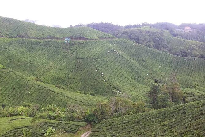Cameron Highlands Hill Forest Walk - A Detailed Look at the Cameron Highlands Hill Forest Walk