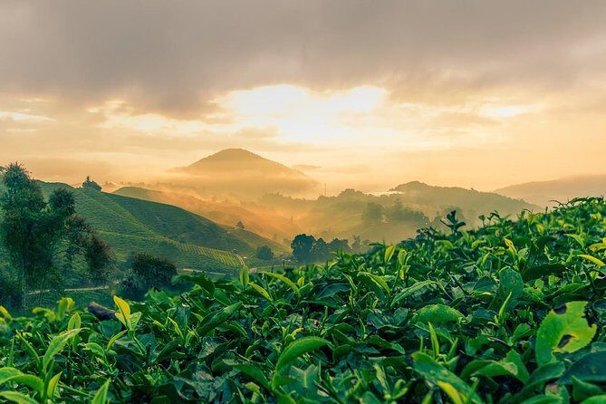 Cameron Highlands Nature Full Day Tour with Hobbitoon Village - The Sum Up