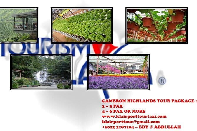 Cameron Highlands One Way Transfer - The Itinerary Breakdown: From Concrete Jungle to Tea Plantations