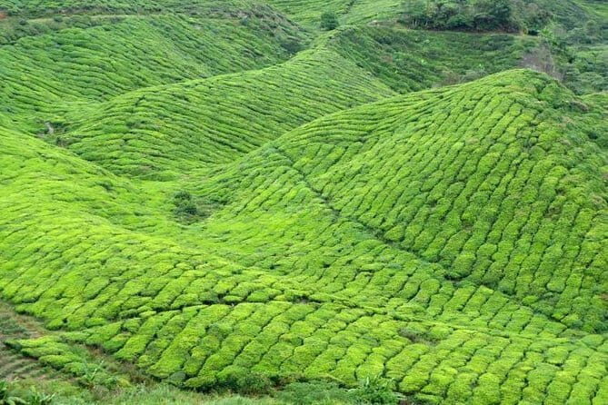 Cameron Highlands One Way Transfer - Who Should Book This Transfer?