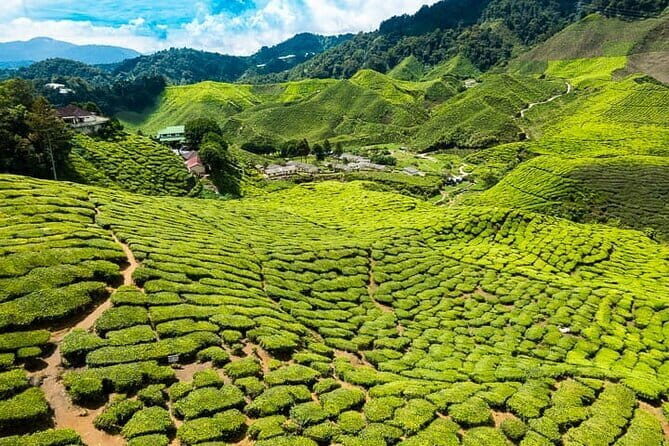 Cameron Highlands Private Day Tour from Ipoh, Package B - Frequently Asked Questions