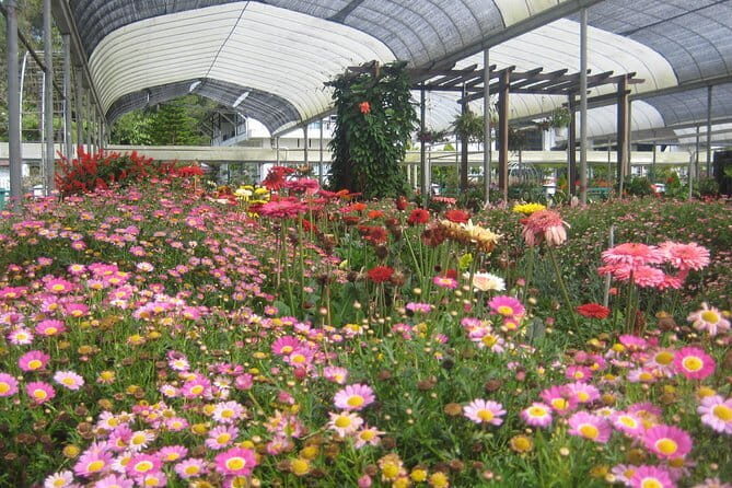 Cameron Highlands Sightseing Tour - What to Expect from the Cameron Highlands Sightseeing Tour