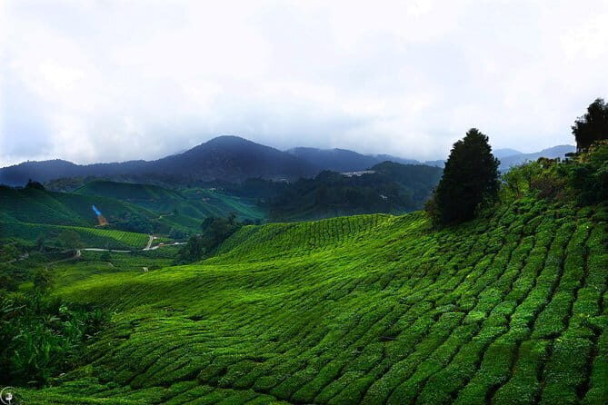 Cameron Highlands To Kuala Lumpur International Airport - FAQ: Frequently Asked Questions