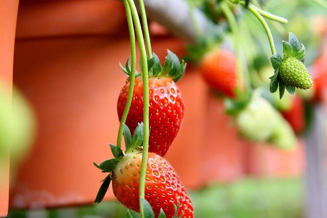 Cameron Highlands Tour from Kuala Lumpur - Authentic Experiences from Reviewers