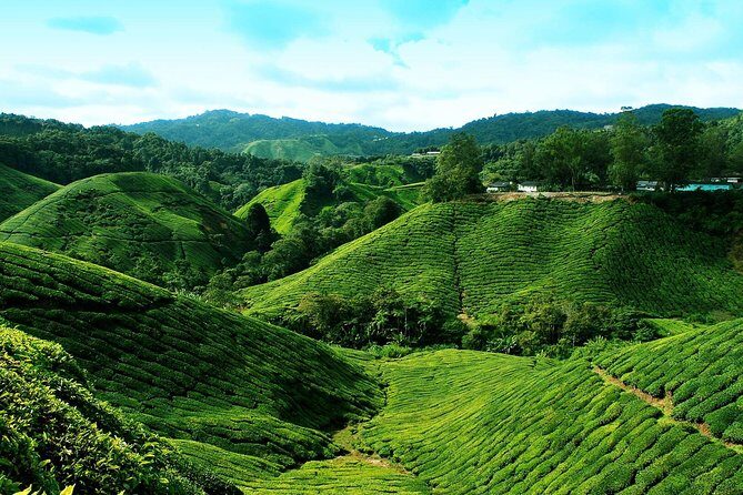Cameron Highlands Tour from Kuala Lumpur - Frequently Asked Questions