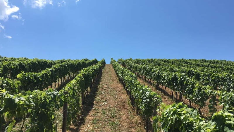Camerota: Guided wine tasting - Key Points