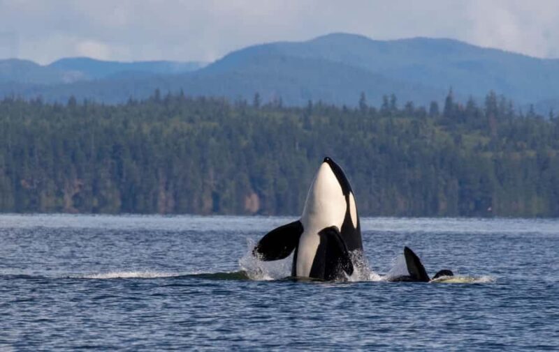 Campbell River: 4 Hour Whale & Wildlife Tour by Covered Boat - Exploring the Wilds of Campbell River: A 4-Hour Whale & Wildlife Tour by Covered Boat