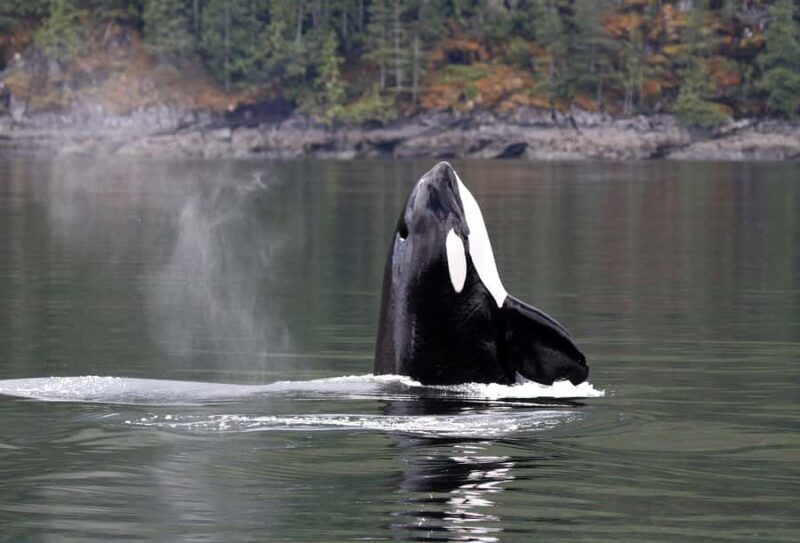 Campbell River: 4 Hour Whale & Wildlife Tour by Covered Boat - Who Will Love This Tour?