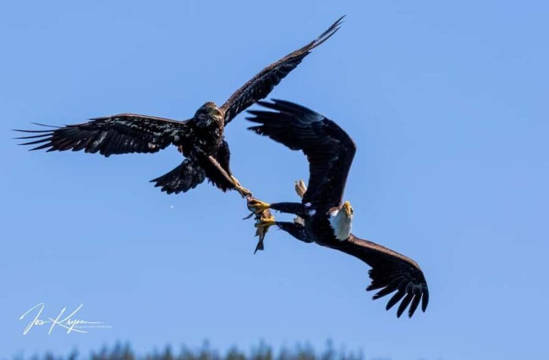 Campbell River: 4 Hour Whale & Wildlife Tour by Covered Boat - The Value and Price Perspective