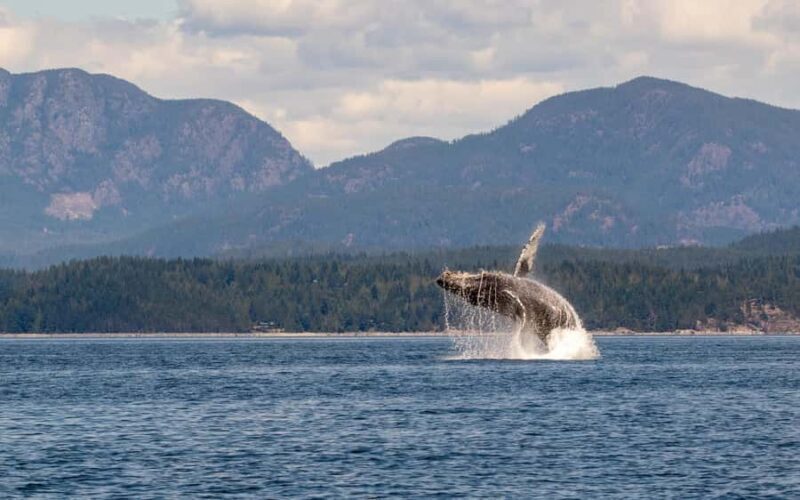 Campbell River: 4 Hour Whale & Wildlife Tour by Covered Boat - FAQ: Common Questions About the Campbell River Whale & Wildlife Tour