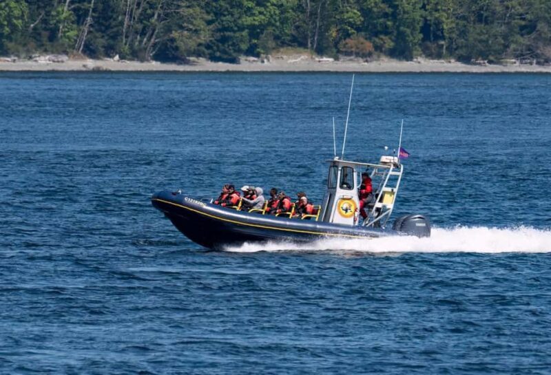 Campbell River: 4 Hour Whale & Wildlife Zodiac Boat Tour - Navigating Ocean Rapids and the Thrill of the Ride