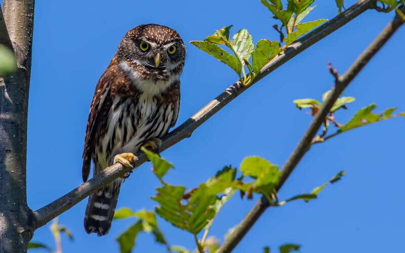 Campbell River: 4 Hour Whale & Wildlife Zodiac Boat Tour - The Value of the Tour: Is it Worth It?