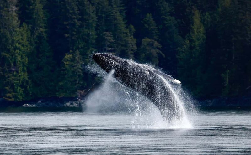Campbell River: 6 Hour Covered Whale Watching Tour w/ Lunch - Key Points