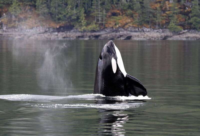 Campbell River: 6 Hour Covered Whale Watching Tour w/ Lunch - Practical Tips for Your Trip