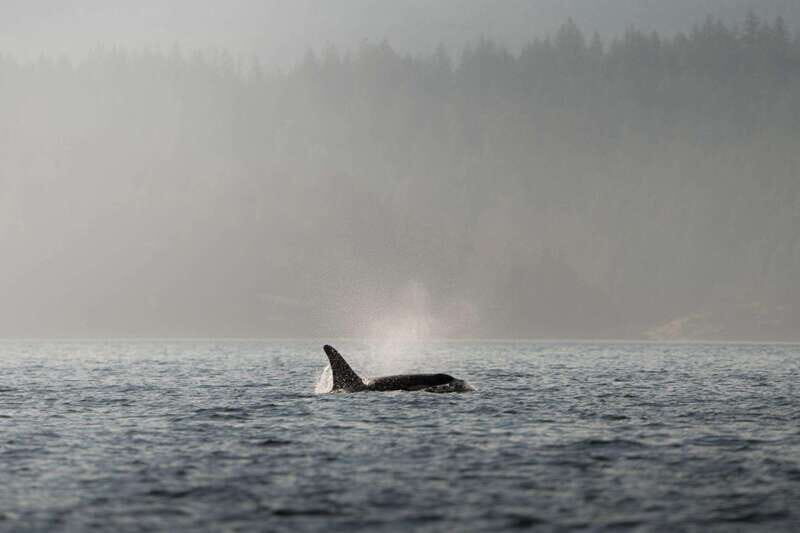 Campbell River: 6-Hour Whale Watching Boat Tour - Key Points