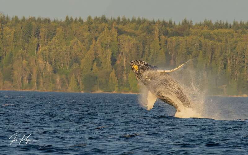 Campbell River: 6 Hour Zodiac Whale Watching Tour w/ Lunch - Key Points