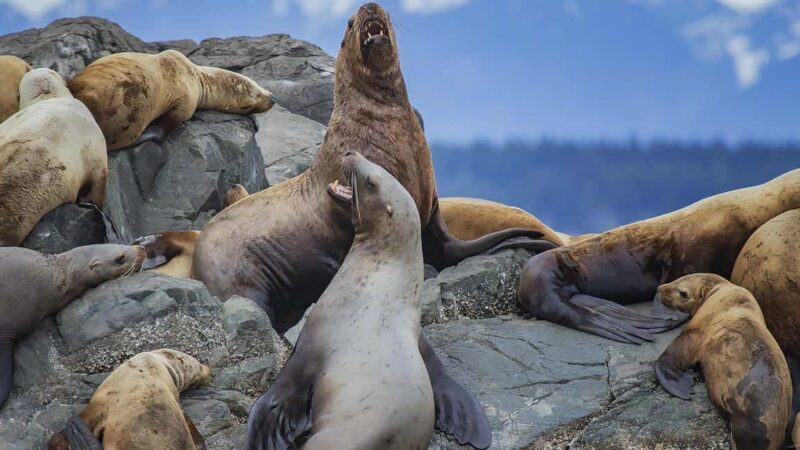 Campbell River: 7-Hour Big Animal Encounter Boat Tour - An Honest Look at the 7-Hour Big Animal Encounter Boat Tour