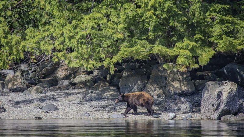 Campbell River: 7-Hour Big Animal Encounter Boat Tour - What the Reviews Say