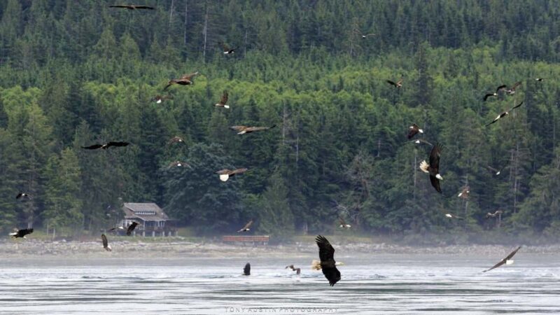 Campbell River: 7-Hour Big Animal Encounter Boat Tour - The Sum Up