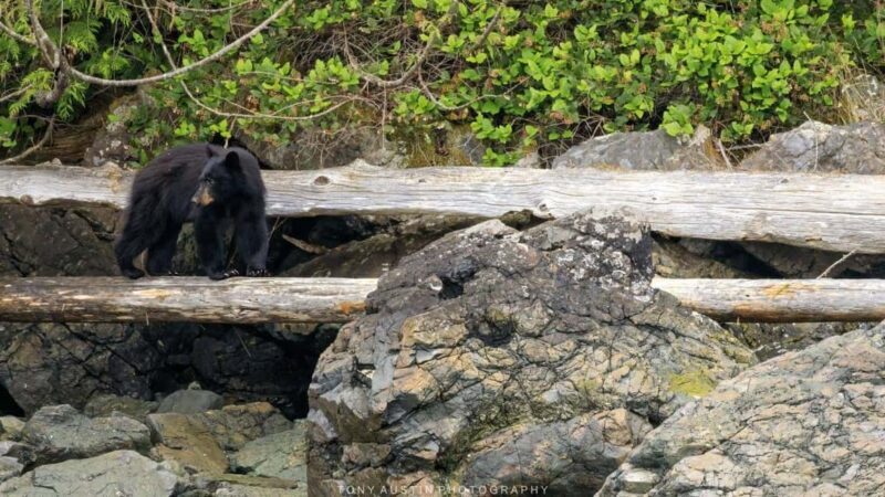 Campbell River: 7-Hour Big Animal Encounter Boat Tour - FAQs