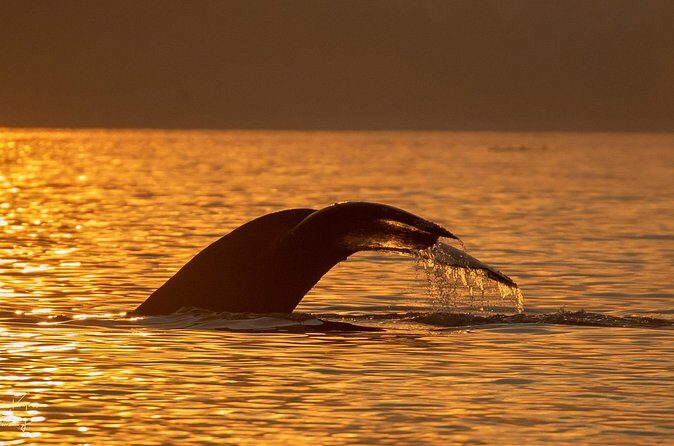 Campbell River, BC: 2 Hour Coastal Sunset Tour By Boat - FAQ