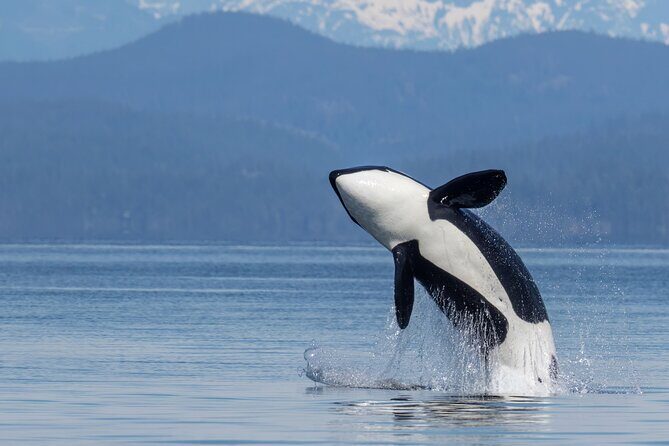 Campbell River, BC: 4 Hour Wildlife Tour Featuring Whale Watching - Who Should Consider This Tour?