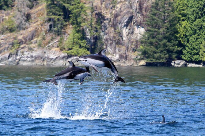 Campbell River, BC: 4 Hour Wildlife Tour Featuring Whale Watching - The Sum Up