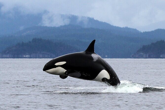 Campbell River, BC: 6 Hour Whale Watching Tour w/ Lunch Included - Who Is This Tour Best Suited For?