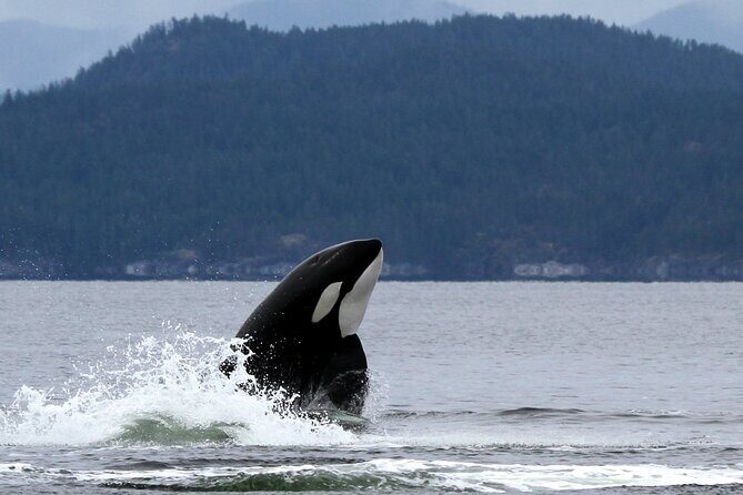 Campbell River, BC: 6 Hour Whale Watching Tour w/ Lunch Included - The Sum Up