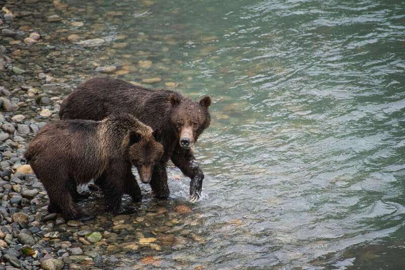 Campbell River: Bute Inlet Grizzly-Watching Tour & Boat Ride - Why This Tour Is Worth Considering