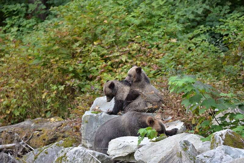 Campbell River: Deluxe Grizzlies & Indigenous Culture tour - Final Words: Is It Worth It?