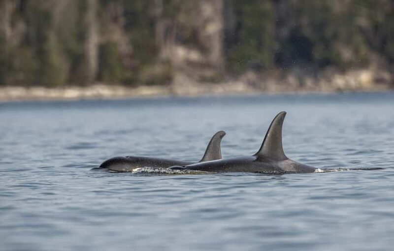 Campbell River - Private Fishing Charter with Guide - An Introduction to the Experience