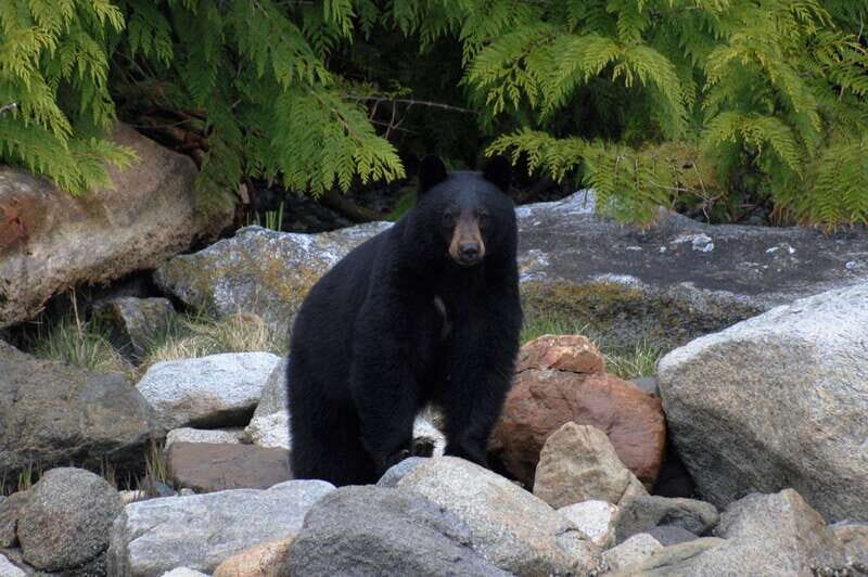 Campbell River: Spring Bear Watching & Waterfalls Boat Tour - Accessibility and Other Details