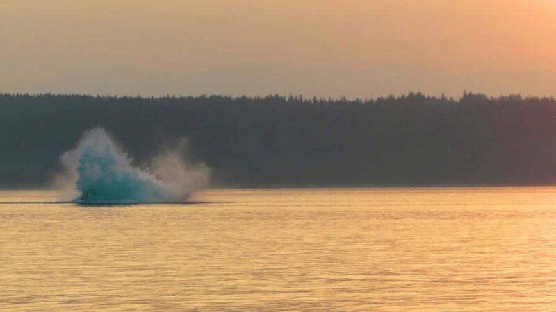 Campbell River: Sunset Salish Sea Whale Watching Tour - An Authentic Look at the Sunset Salish Sea Whale Watching Tour