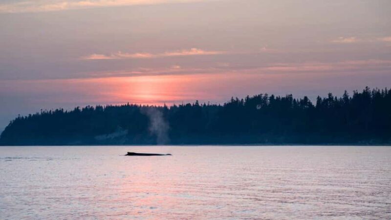 Campbell River: Sunset Salish Sea Whale Watching Tour - FAQ