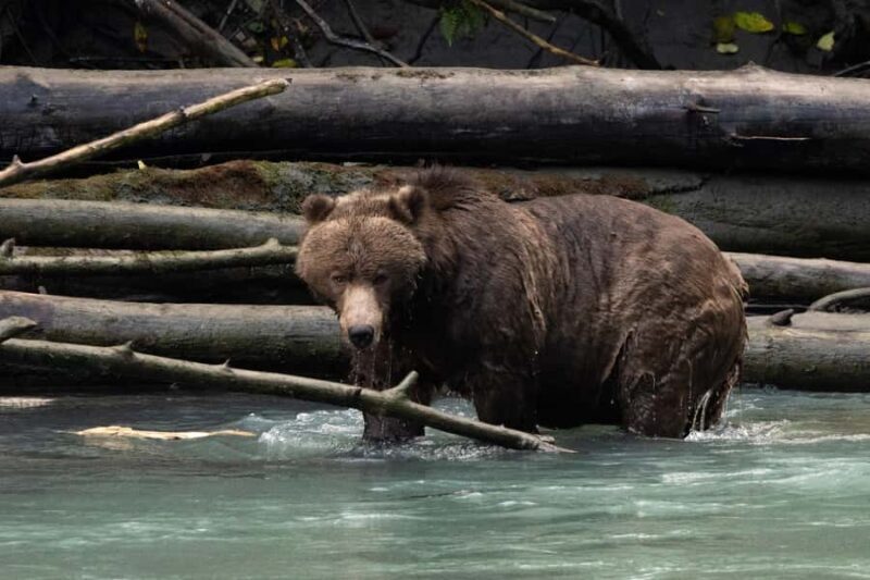 Campbell River: Toba Bears and Wilderness Grizzly Bear Tour - Key Points