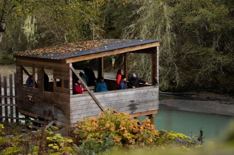 Campbell River: Toba Bears and Wilderness Grizzly Bear Tour - Wildlife Viewing: Bears in Action