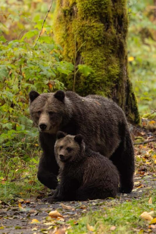 Campbell River: Toba Bears and Wilderness Grizzly Bear Tour - The Final Stretch and Return