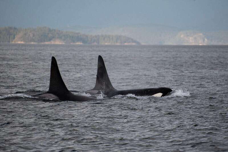 Campbell River: Whale Watching and Wildlife Viewing Day Tour - Key Points