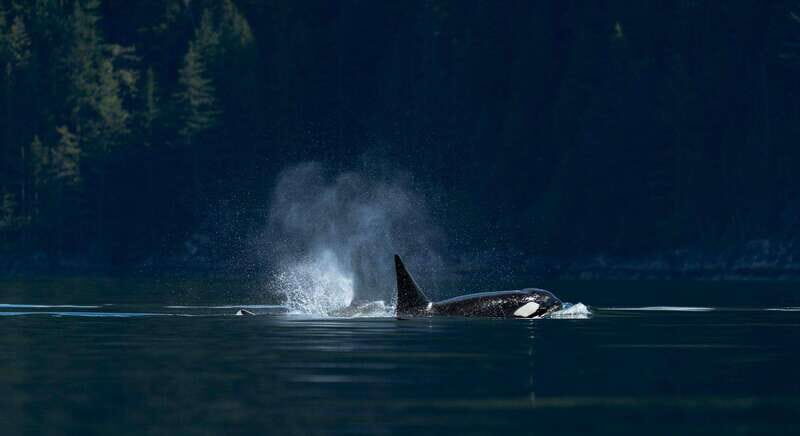Campbell River: Whale Watching and Wildlife Viewing Day Tour - Who Will Love This Tour?